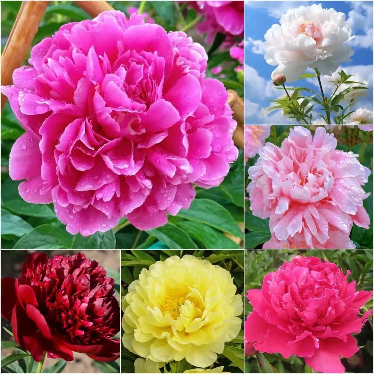 The Queen of Flowers Peony Flower (Pack of 20)