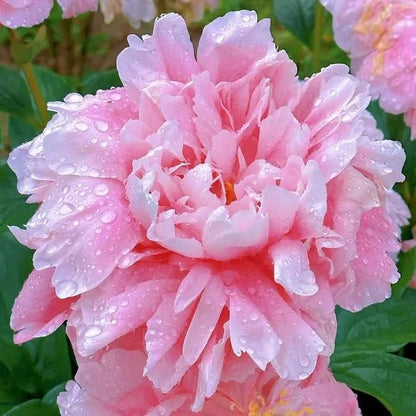 The Queen of Flowers Peony Flower (Pack of 20)